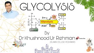 Glycolysis EMP Pathway step by step in urdu  Hindi Lecture [upl. by Eiramanin637]