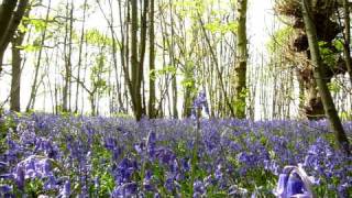 BLUEBELL WOODS  A PERFECT DAY IN ENGLISH COUNTRYSIDE SPRING FLOWERS IN MAY [upl. by Colan]