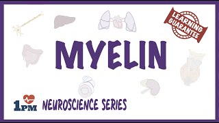 Myelin  Neuroscience series [upl. by Nissa]