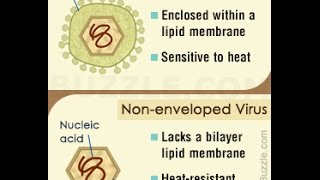 Difference Between Enveloped and Non enveloped Viruses [upl. by Haddad579]