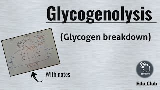 Glycogenolysis  Glycogen metabolism  Carbohydrate metabolism  Biochemistry [upl. by Attenreb]