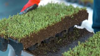 How To Install a Modular Green Roof [upl. by Idou]