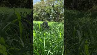 panicum maximum another good pasture grass very good for Nigeria climate [upl. by Norman]