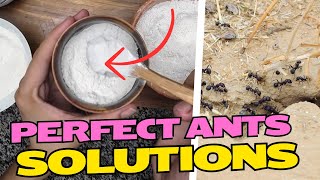 Try This Boric Acid amp Baking Soda Solution Today – Homemade Ant Killer [upl. by Yadsendew624]