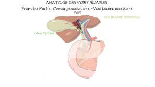 ANATOMIE DES VOIES BILIAIRES Première Partie  Convergence biliaire  Voie biliaire accessoire [upl. by Davy]