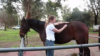 How to listen to your horses gut sounds [upl. by Malinowski]