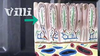 small intestines model  preparation for anatomy practical exam [upl. by Epilihp]