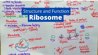 Ribosome Structure and Function  What is a Ribosomes [upl. by Eisle]