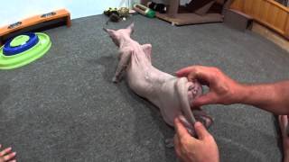 Acupressure for a cat in heat How to deal with your cat in heat [upl. by Resiak]