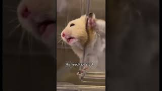 THE CUTE AND NAUGHTY HAMSTER cutehamster shortvideo animals subscribe [upl. by Amek]