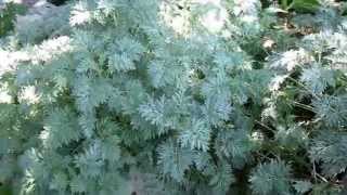 Powis Castle Artemisia Lisas Landscape amp Design quotPlant Pick of the Dayquot [upl. by Eisele587]