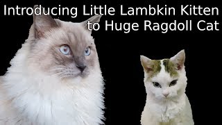 How a Lambkin kitten becomes best friends with a Huge Ragdoll cat  5 days in 10 minutes [upl. by Annadiana]