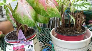 Planting Caladiums in Containers Part 1 [upl. by Ninazan]