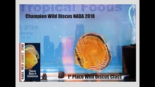 Santarem Discus Winners in US NADA 2018 [upl. by Enelear871]