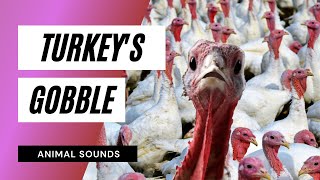 The Animal Sounds Turkeys Gobble 🦃 Sound Effect  Animation [upl. by Munafo824]