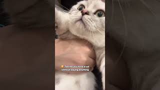 tell me in the comment my cat is so cute wow cat catlove catlovers [upl. by Deyas]