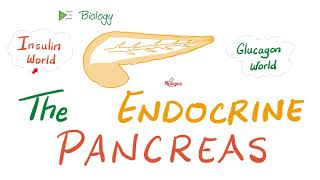 The Endocrine Pancreas Insulin Glucagon and Somatostatin  Endocrine Biology 🧪 [upl. by Luahs481]