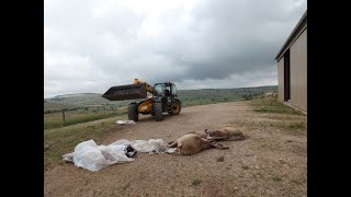 quot Si vous ne voulez pas vous occuper du loup en Lozère on va sen occuper quot [upl. by Bergmans]