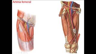 SISTEMA ARTERIAL PARTE 3  RAMOS TERMINAIS DA ARTÉRIA AORTA [upl. by Ardnohsed]