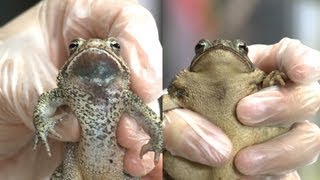 Know Your Toads Houston Toad vs Gulf Coast Toad [upl. by Hakim292]