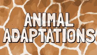 What Are Animal Adaptations [upl. by Noneek]