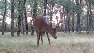 Magnífico ciervo Cervus elaphus pace tranquilo en el robledal 103 [upl. by Anniram413]