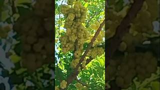 Pohon cermecermai cereme berbuah lebat buah cerme shots videoshort [upl. by Raddatz]