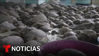 Voluntarios rescatan a cientos de tortugas en Texas  Noticias Telemundo [upl. by Mehelhteb]