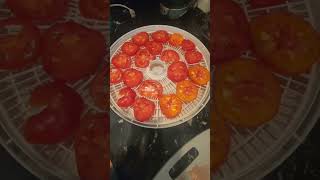 Sundried Tomatoes without the Sun gardeningvideos harvesttime growfoodathome growwhatyoueat [upl. by Sousa]