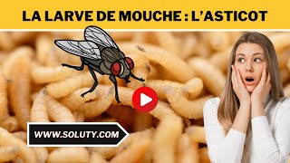 MOUCHE avec ses LARVES  En savoir  sur l’ASTICOT [upl. by Litch508]