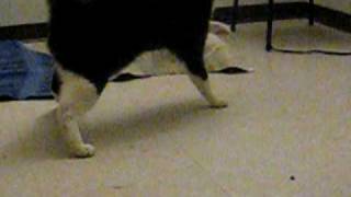 ataxia cat walking [upl. by Ehudd]