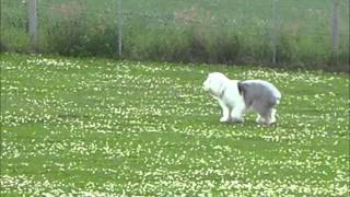 Monty Old English Sheepdog Lure Coursing Third Run [upl. by Einial139]