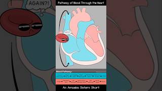 Pathway of Blood Through the Heart  Amoeba Sisters Shorts biology circulatorysystem [upl. by Haswell317]