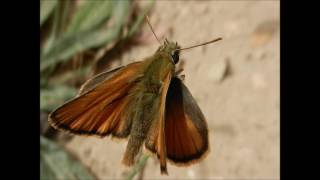 Kefalonia Lourdas More than a beach [upl. by Strickland942]