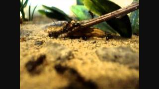 Awesome ant farm set up Camponotus noveboracensis in Macrohabitat Outworld HD [upl. by Ajiak]