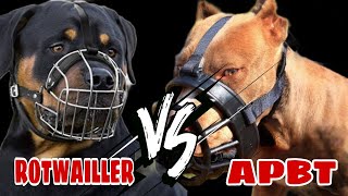 short 🇩🇪ROTTWEILER vs PITBULL🇺🇲 TERRIERAPBT [upl. by Daht]