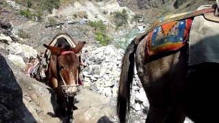 Nepal Donkeys [upl. by Stilwell]