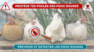 Protège tes poules des poux rouges  prévention et détection pour poulailler [upl. by Shear]