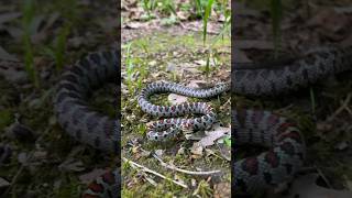 Zamenis situla  σπιτοφιδο wildlife snake greece [upl. by Arihsaj]