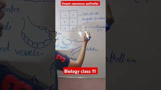 Simple squamous epithelial tissue Biology class 11 shorts [upl. by Adnilev]