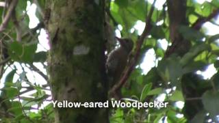 Birds of Brazil  Woodpeckers Woodcreepers Foliagegleaners [upl. by Saree]