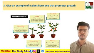 4 How do auxins promote the growth of a tendril around a support CLASS 10 NCERT SCIENCE [upl. by Hoeve513]