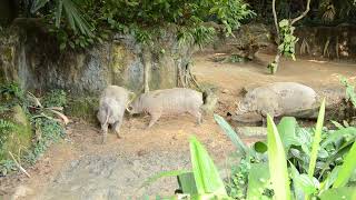 Animals at Singapore ZOO  Babirusa fight 2011 [upl. by Abijah335]