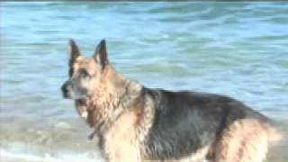 Yorkie Attacks Big Dog Worlds Biggest German Shepherd [upl. by Sral]