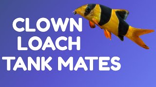 CLOWN LOACH TANK MATES [upl. by Yruok]