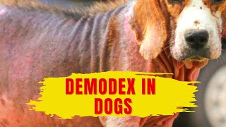 Demodectic mange  Mange treatment dogs  Dog mange treatment [upl. by Aeriell]