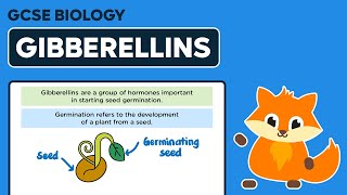 Gibberellins  GCSE Biology [upl. by Airetnuhs]