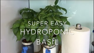 Hydroponic Basil Full Tutorial [upl. by Welsh]