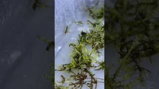 Emersed Java Moss Setup Growing Java Moss out of Water aquariumplants javamoss plantgrowth [upl. by Saidnac]