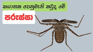 පරුස්සා  Tailless Whip Scorpion  Whip Spider Sinhala  2024  Animal Sri Lanka [upl. by Milzie90]